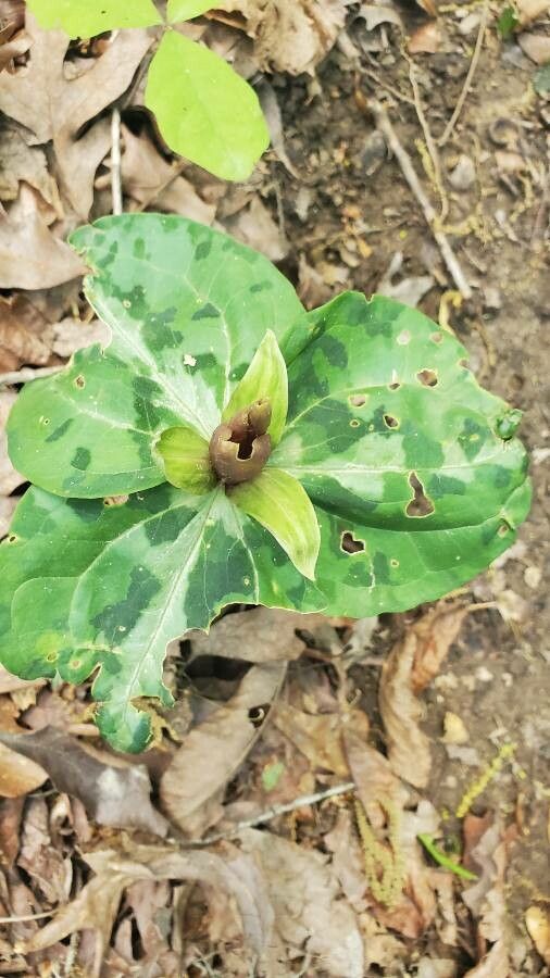 Trillium underwoodii leaf