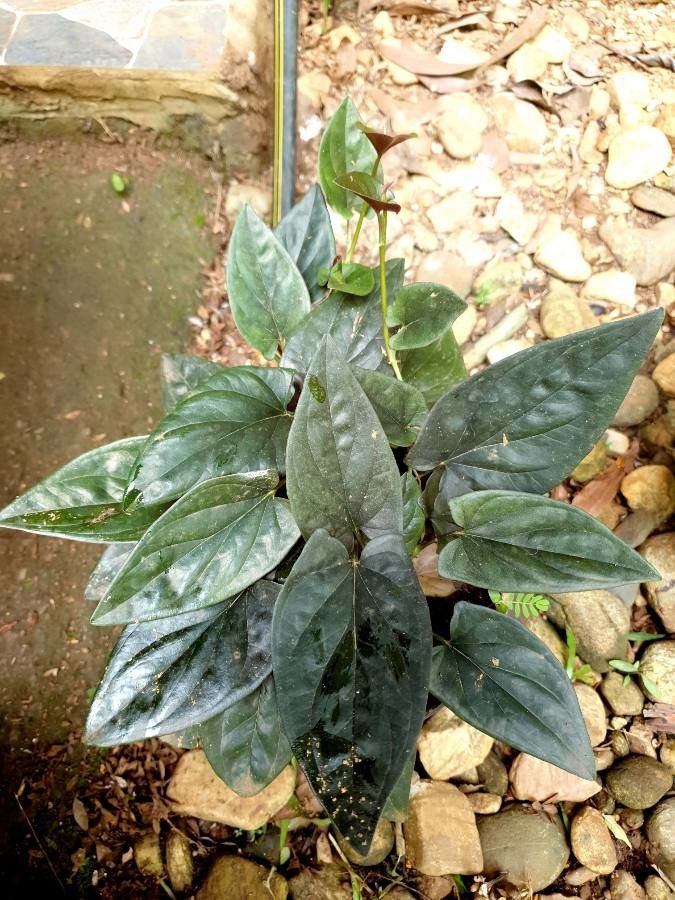 Syngonium erythrophyllum habit