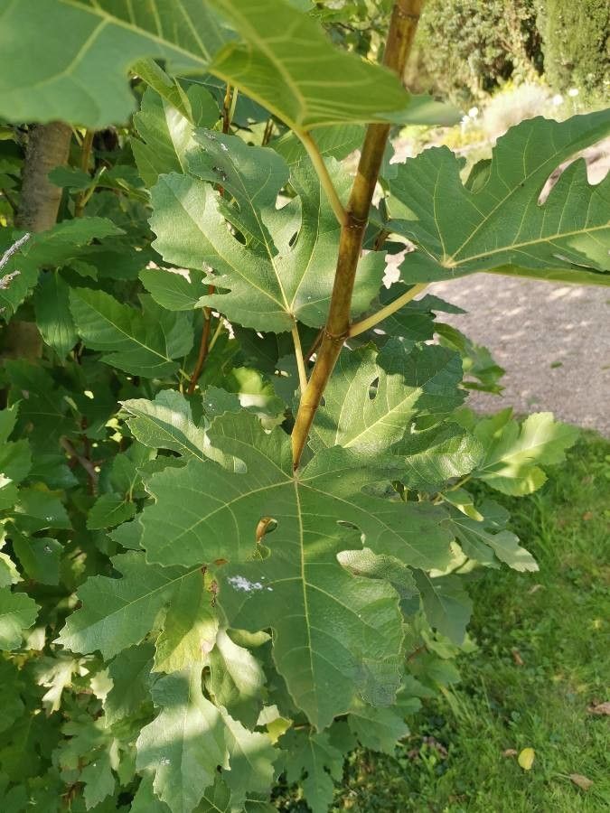 Ficus johannis — search result for 'Ficus'