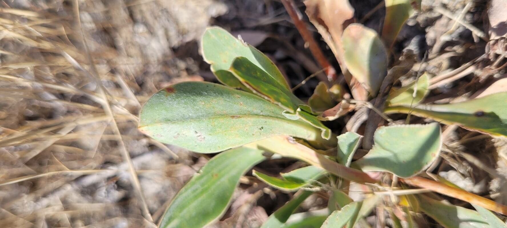 Limonium cuspidatum leaf