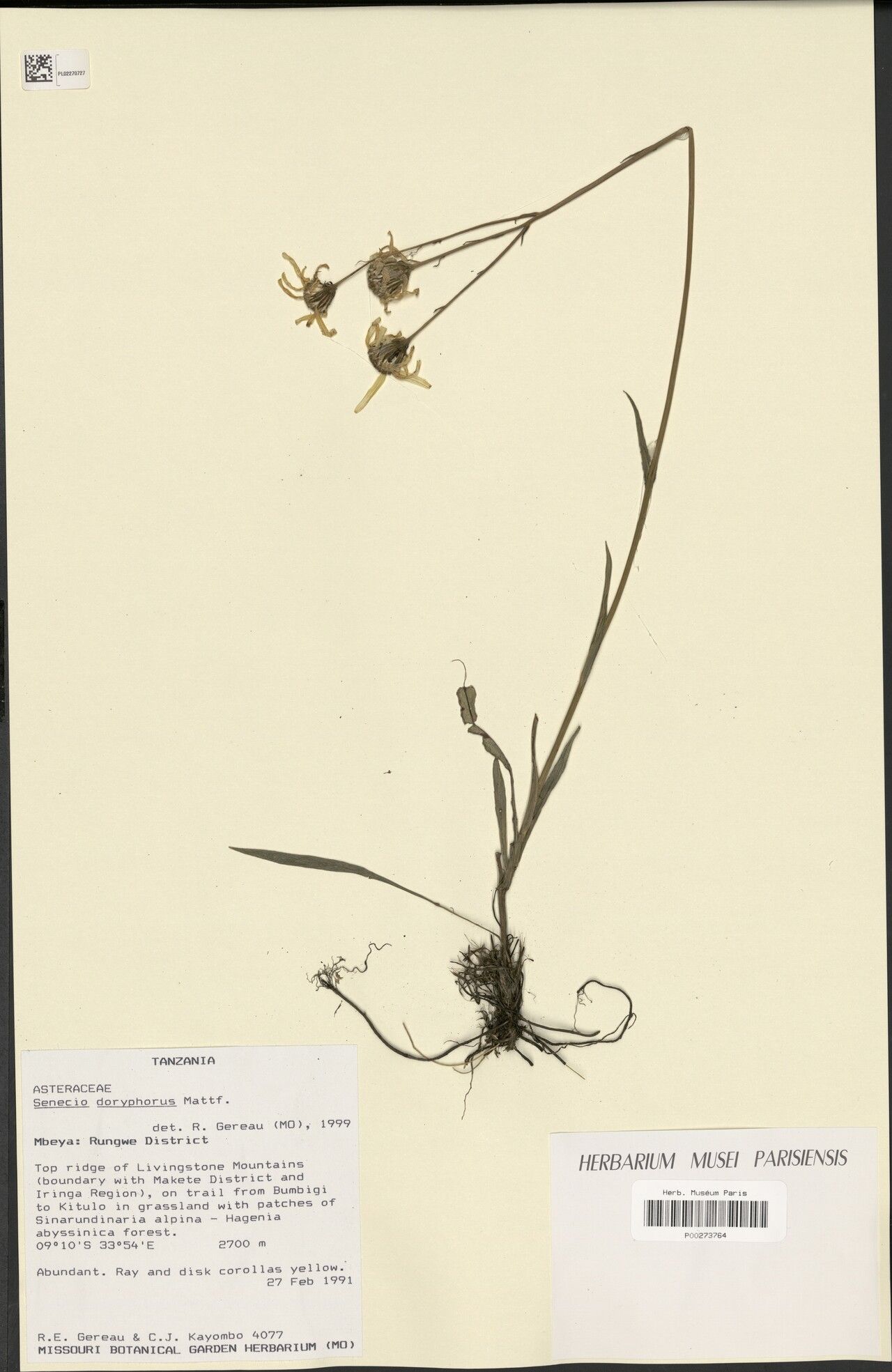 Senecio doryphorus — houseplant care guide