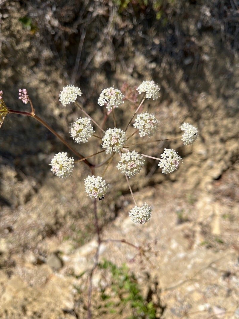 Perideridia californica — related species from the same genus