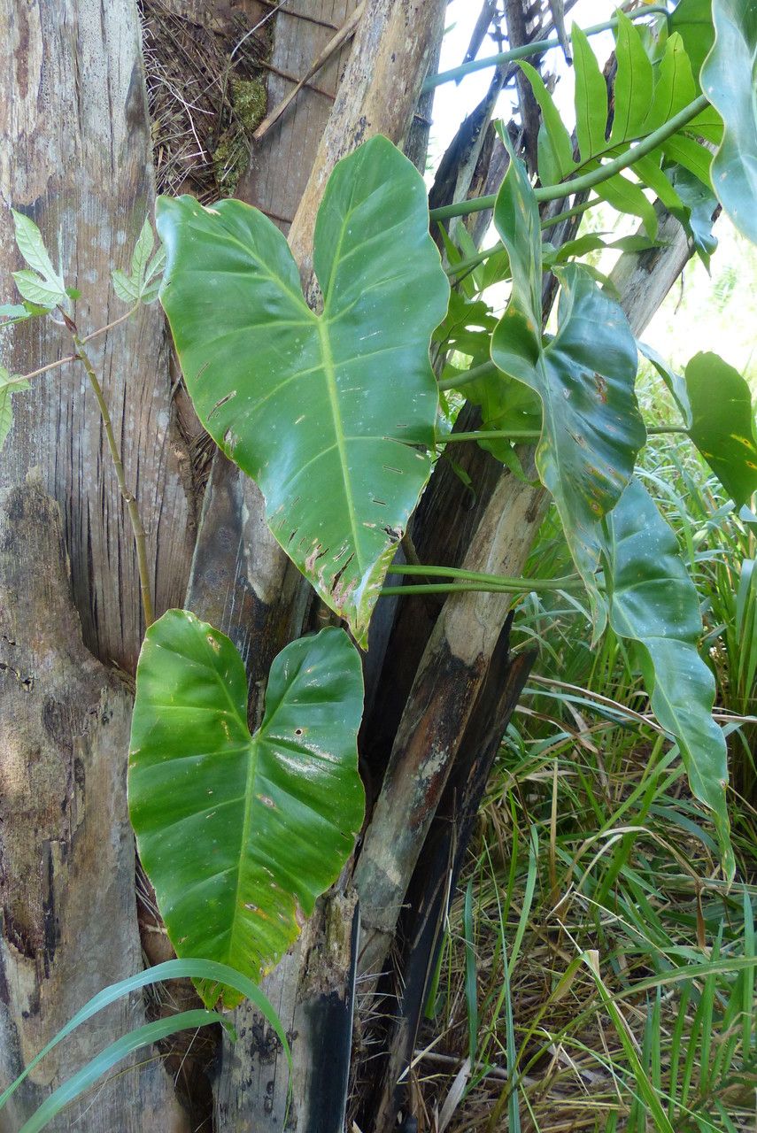 Philodendron gigas