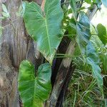 Philodendron gigas