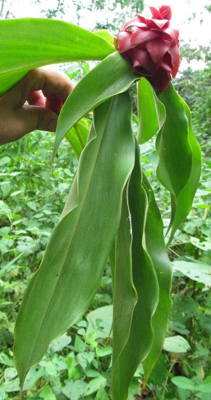 Costus lima — houseplant care guide