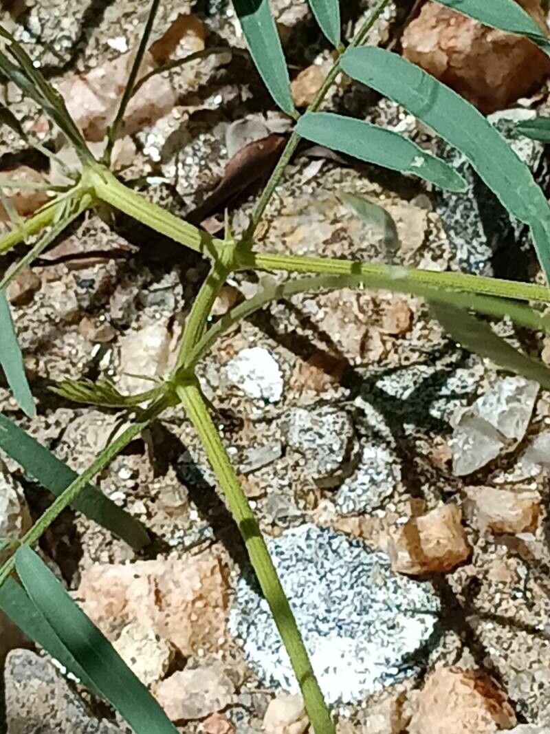 Tephrosia dregeana bark