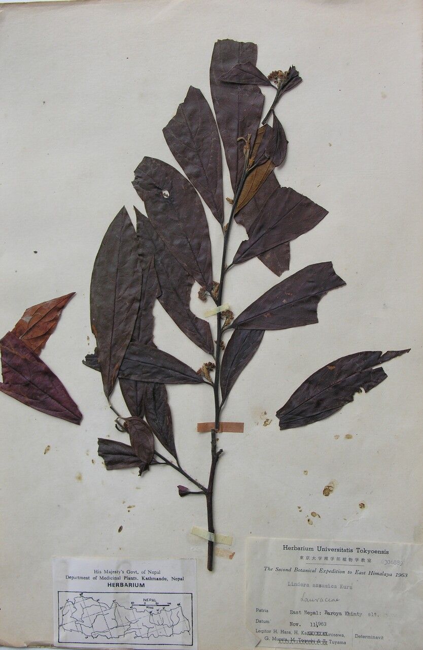 Lindera assamica — related species from the same genus