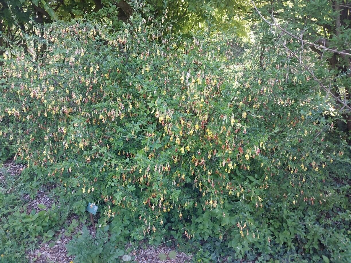 Caragana sinica habit