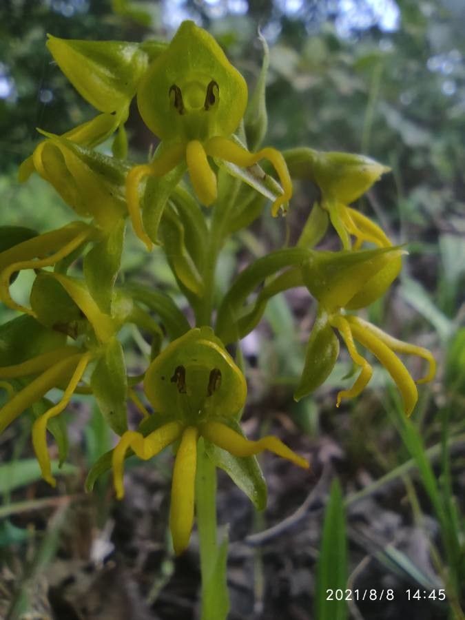 Habenaria marginata flower