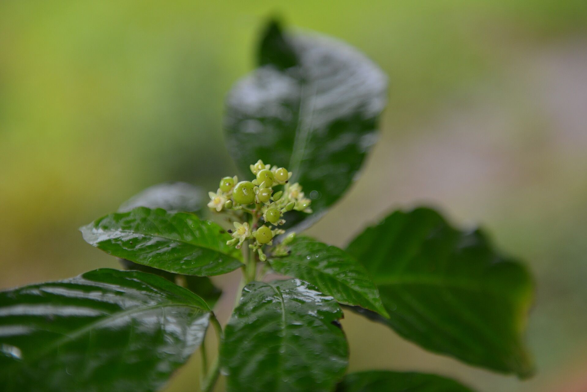 Pleuropetalum sprucei flower