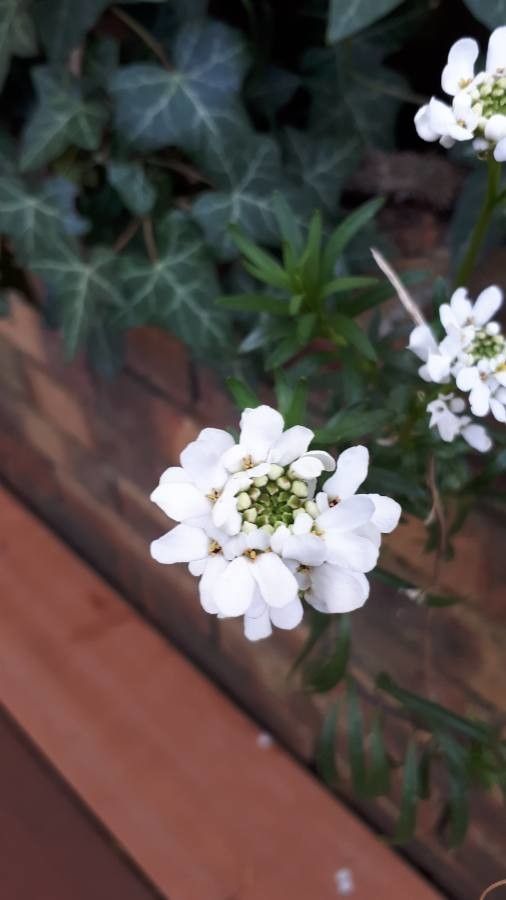 Iberis gibraltarica flower