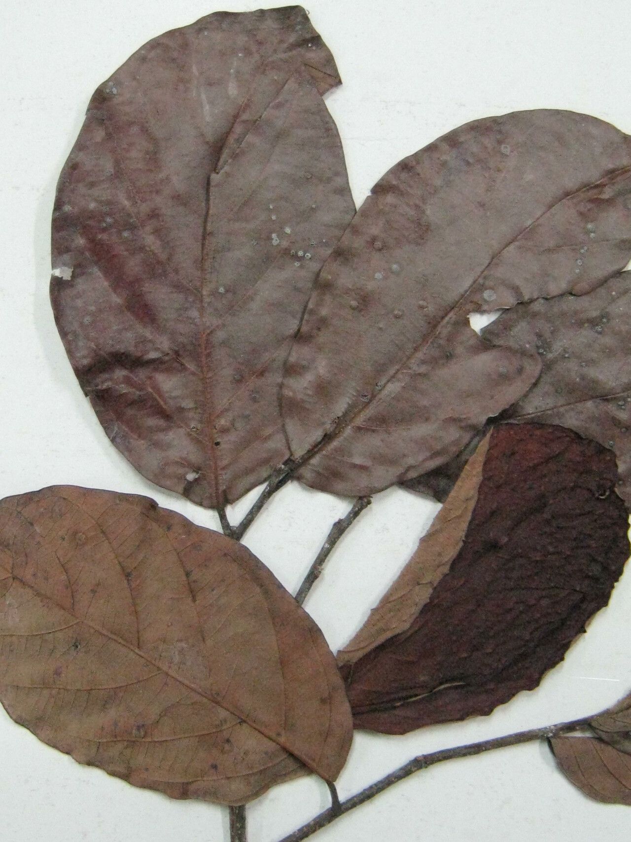 Licania davillifolia other