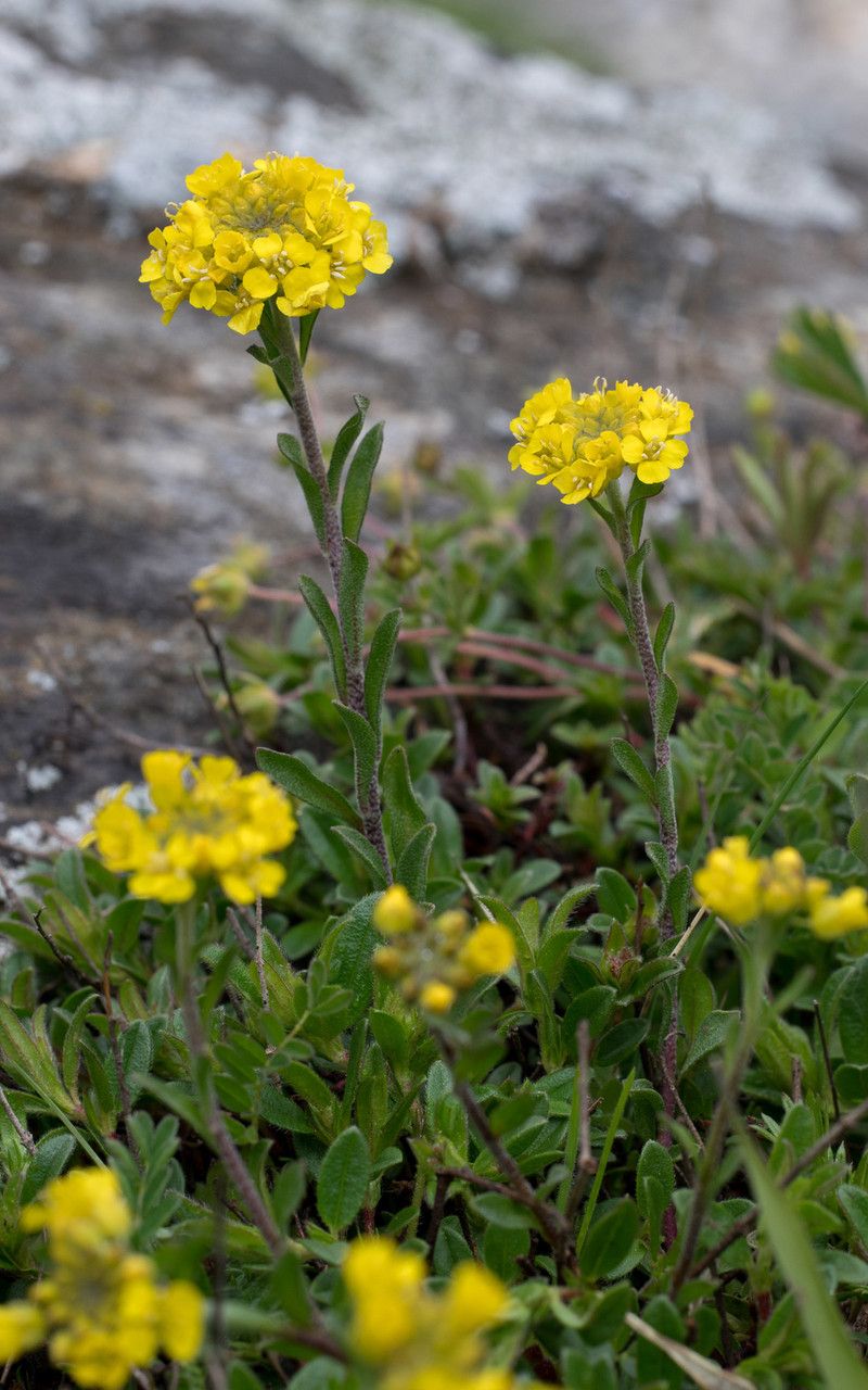 Alyssum orophilum — houseplant care guide