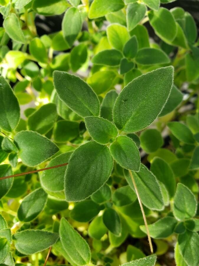 Streptocarpus caulescens leaf