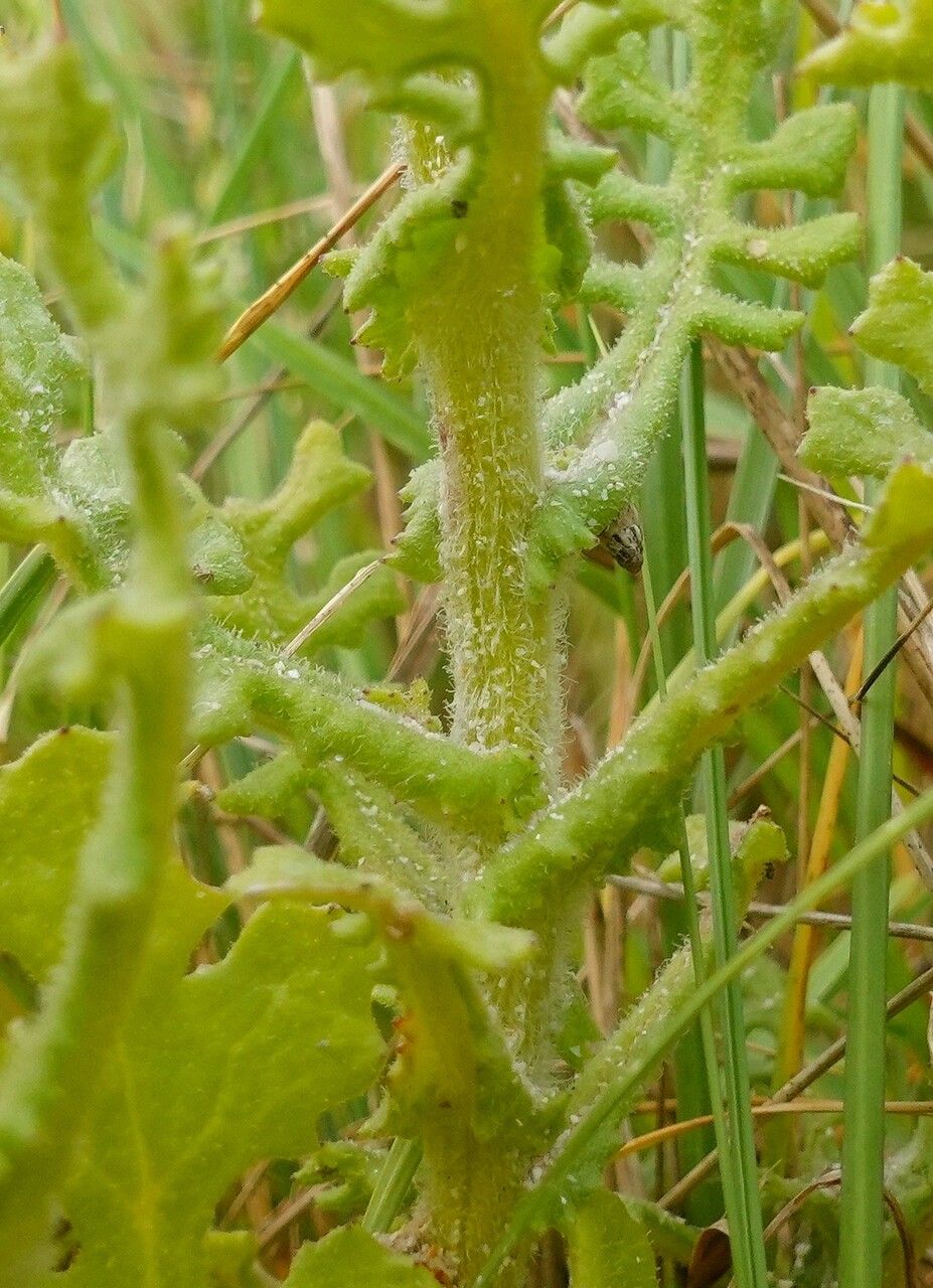 Senecio elegans bark
