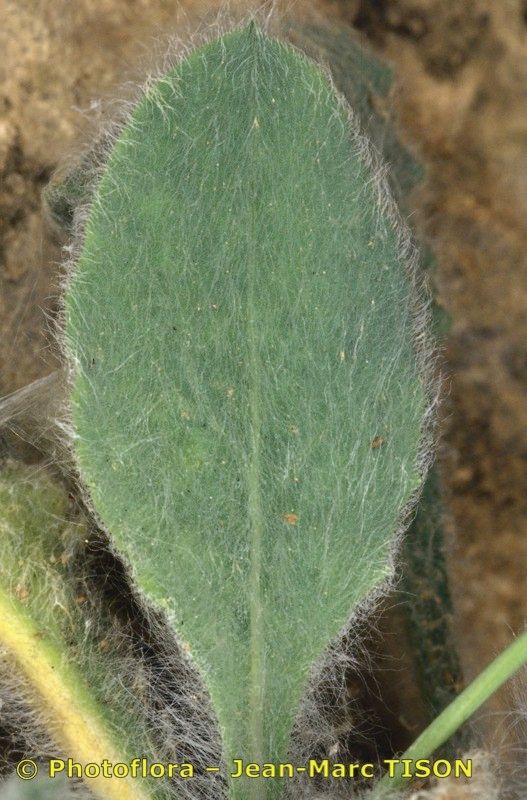 Hieracium candidum — houseplant care guide