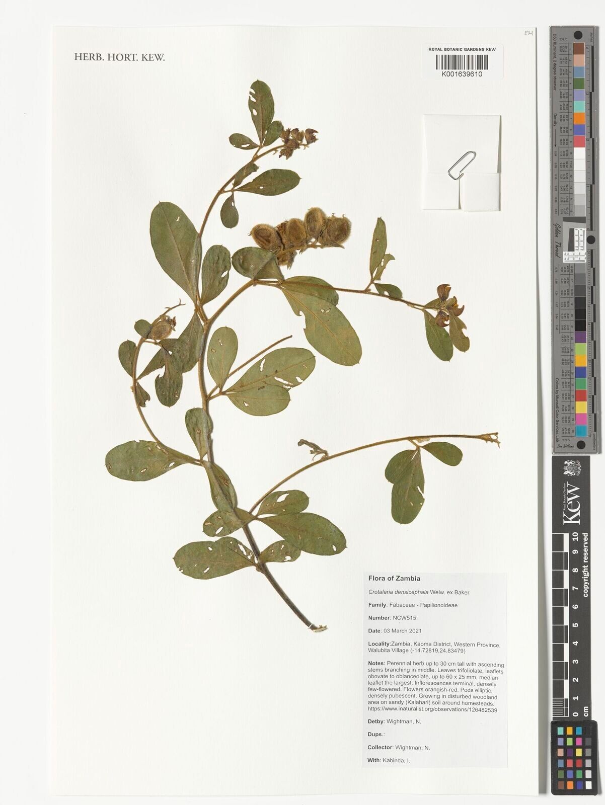 Crotalaria densicephala — houseplant care guide