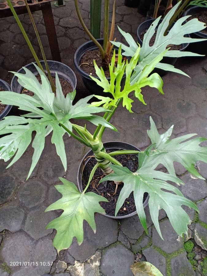 Philodendron warszewiczii — search result for 'Philodendron'