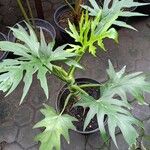 Philodendron warszewiczii