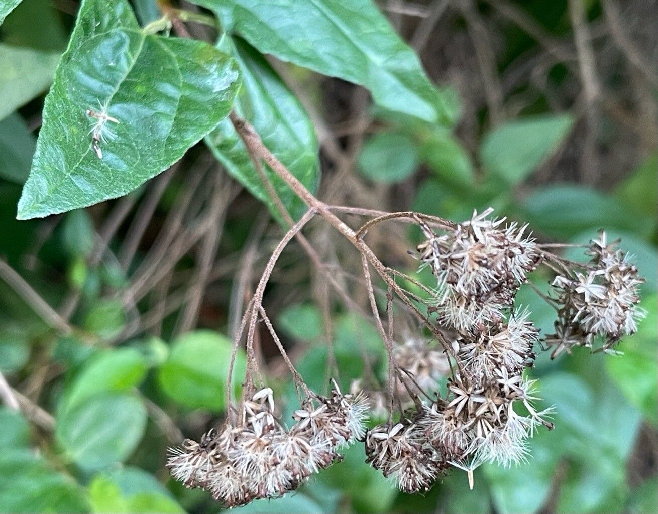 Koanophyllon villosum fruit