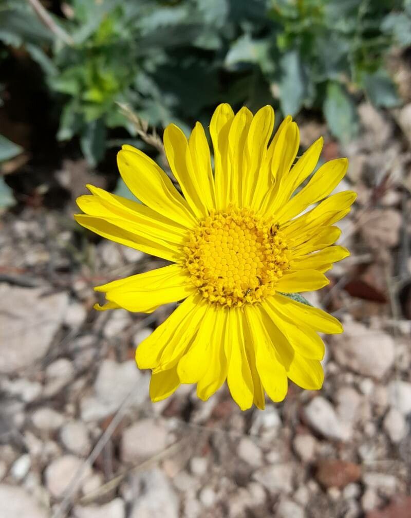 Grindelia covasii flower