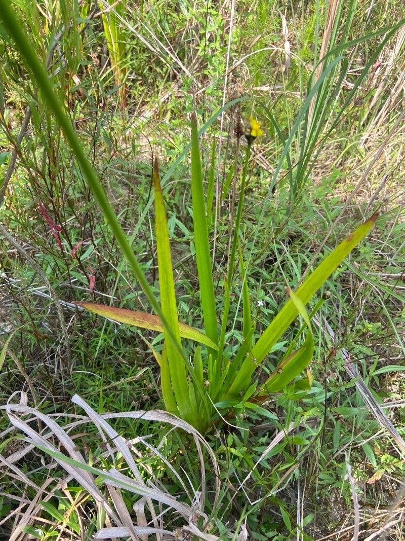 Xyris laxifolia — search result for 'Xyris'