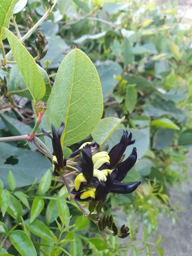 Kennedia nigricans flower
