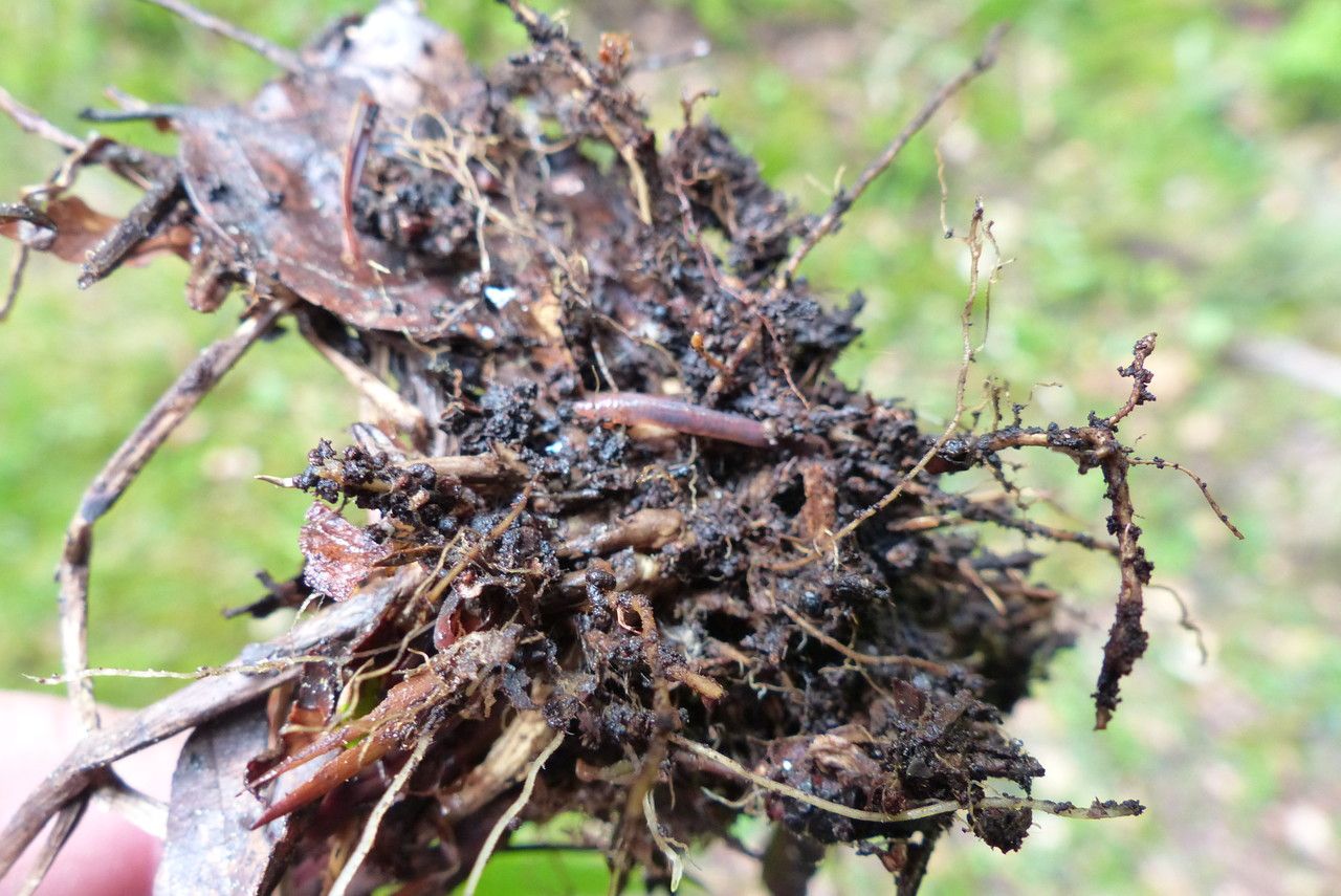 Calamagrostis villosa bark