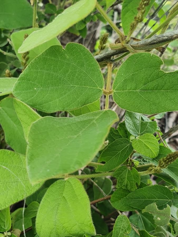 Neonotonia wightii leaf