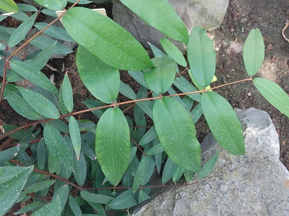 Meryta latifolia — related species from the same genus