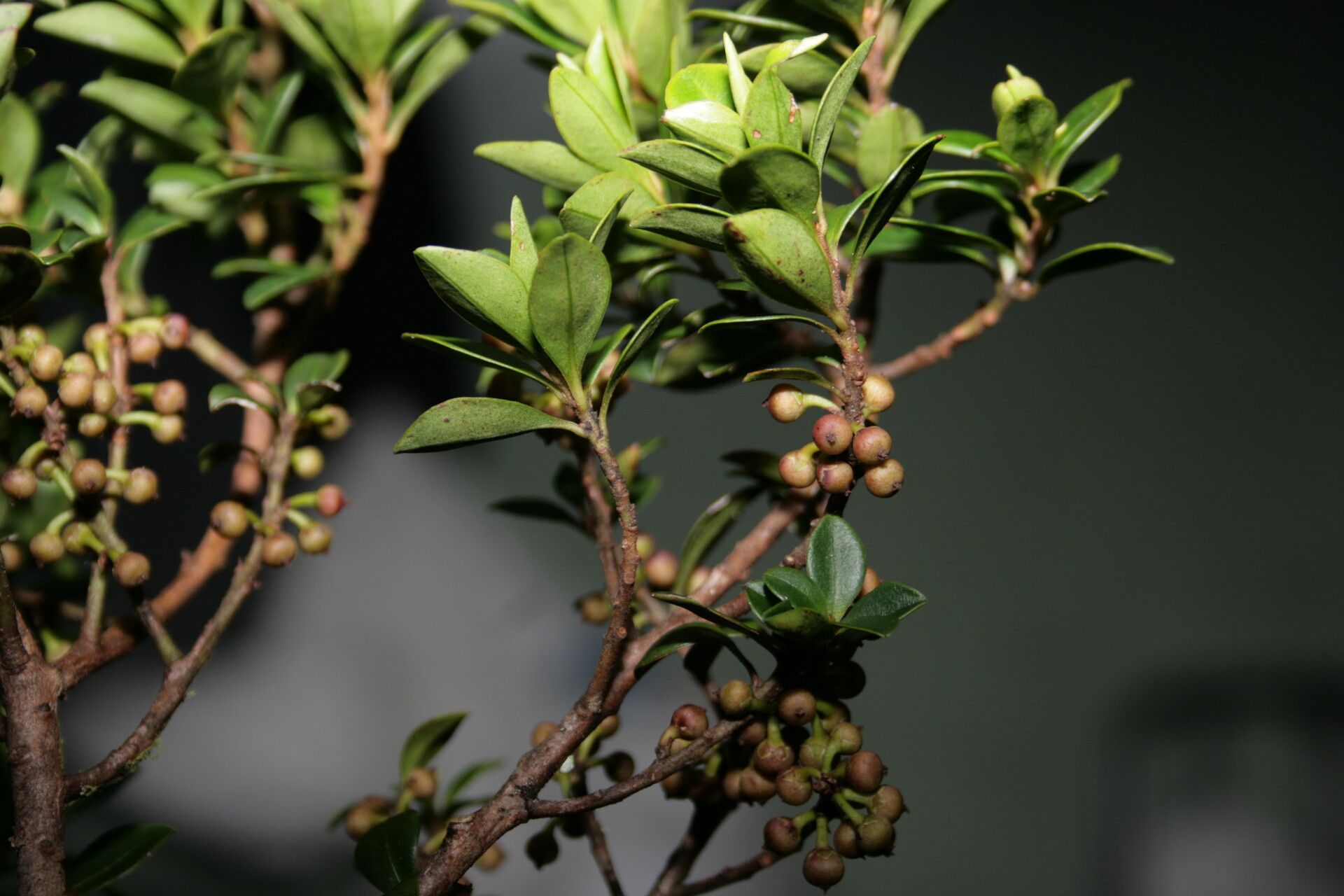 Myrsine velutina — houseplant care guide