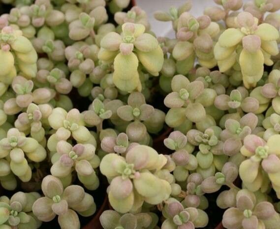 Coleus socotranus leaf
