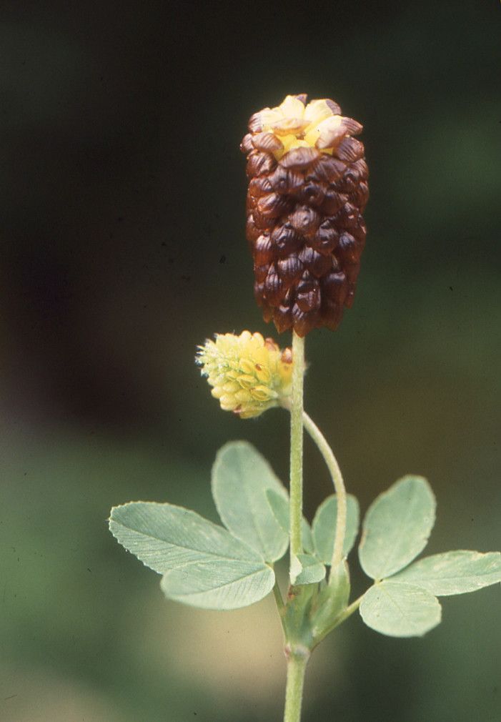 Trifolium spadiceum fruit