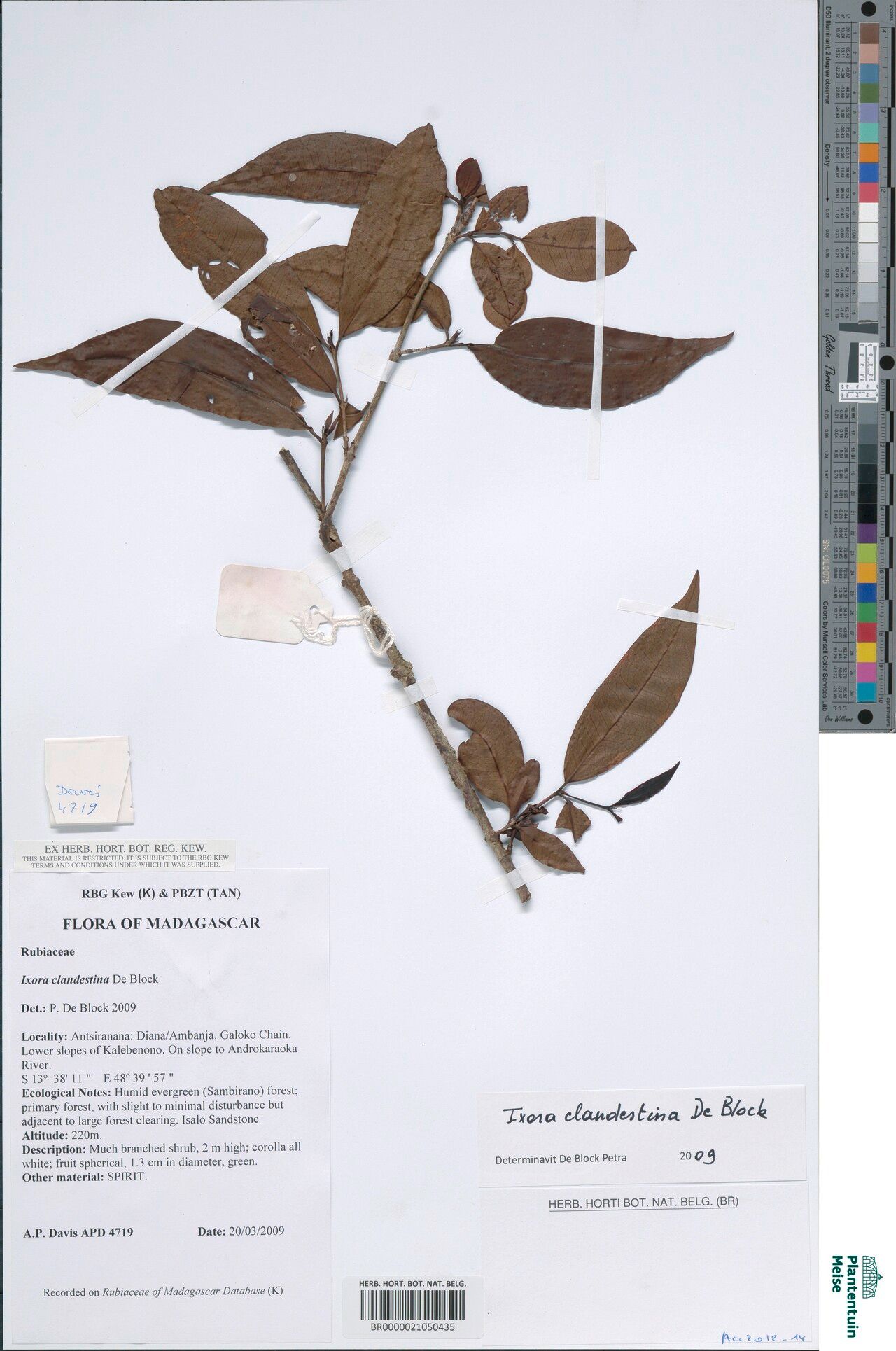 Ixora clandestina — search result for 'Ixora'