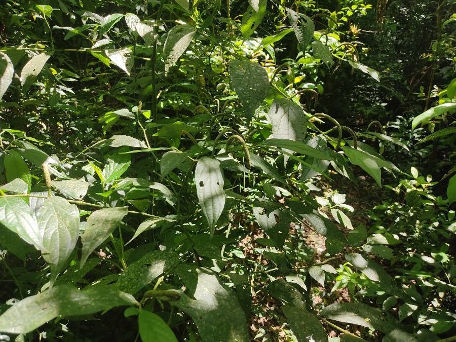 Piper gaudichaudianum flower