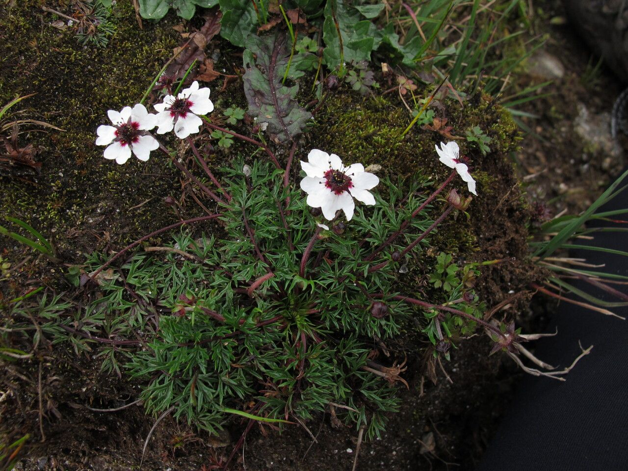 Potentilla coriandrifolia habit