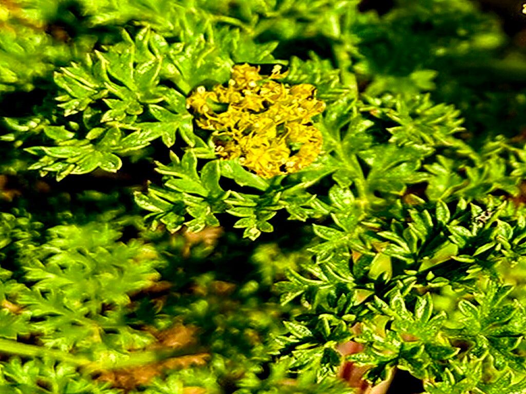 Cymopterus terebinthinus — houseplant care guide