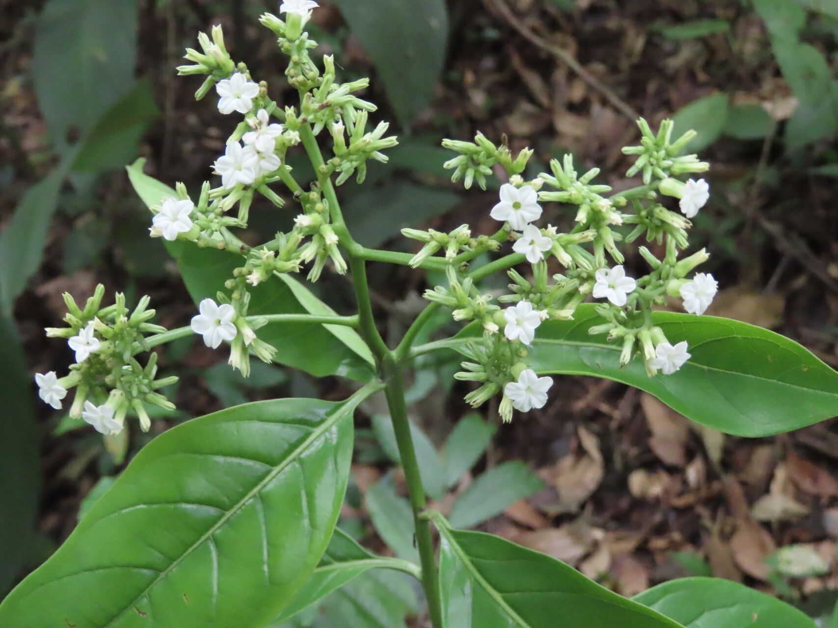 Heliotropium verdcourtii leaf