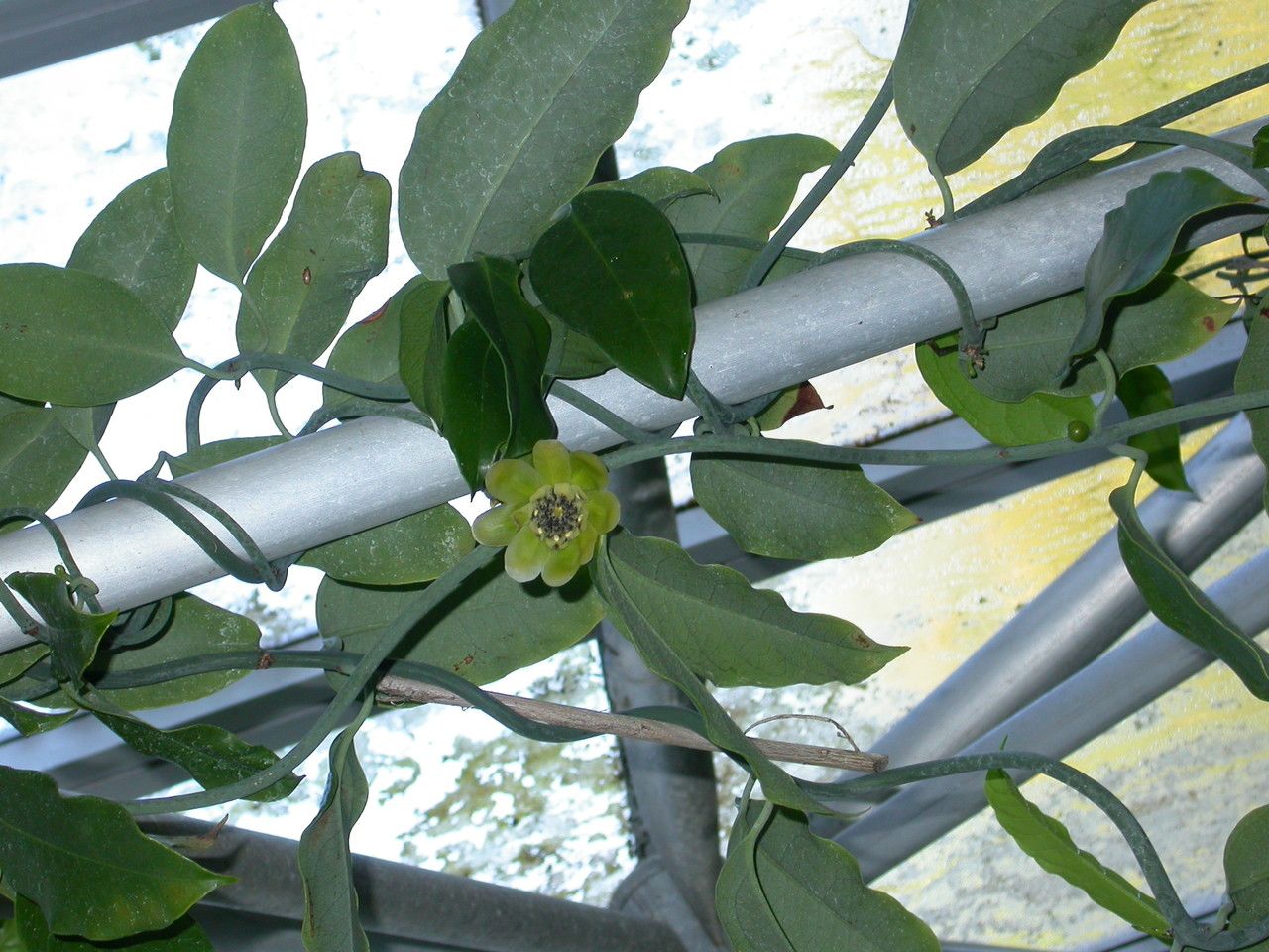 Austrobaileya scandens habit