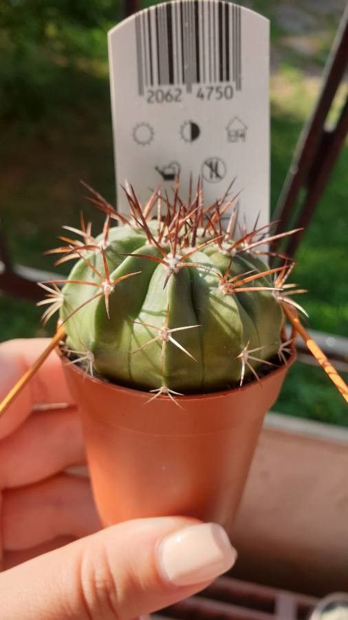Melocactus ferreophilus flower
