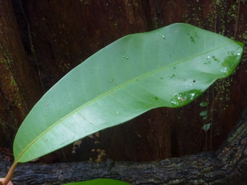 Pouteria virescens — search result for 'Guyana'