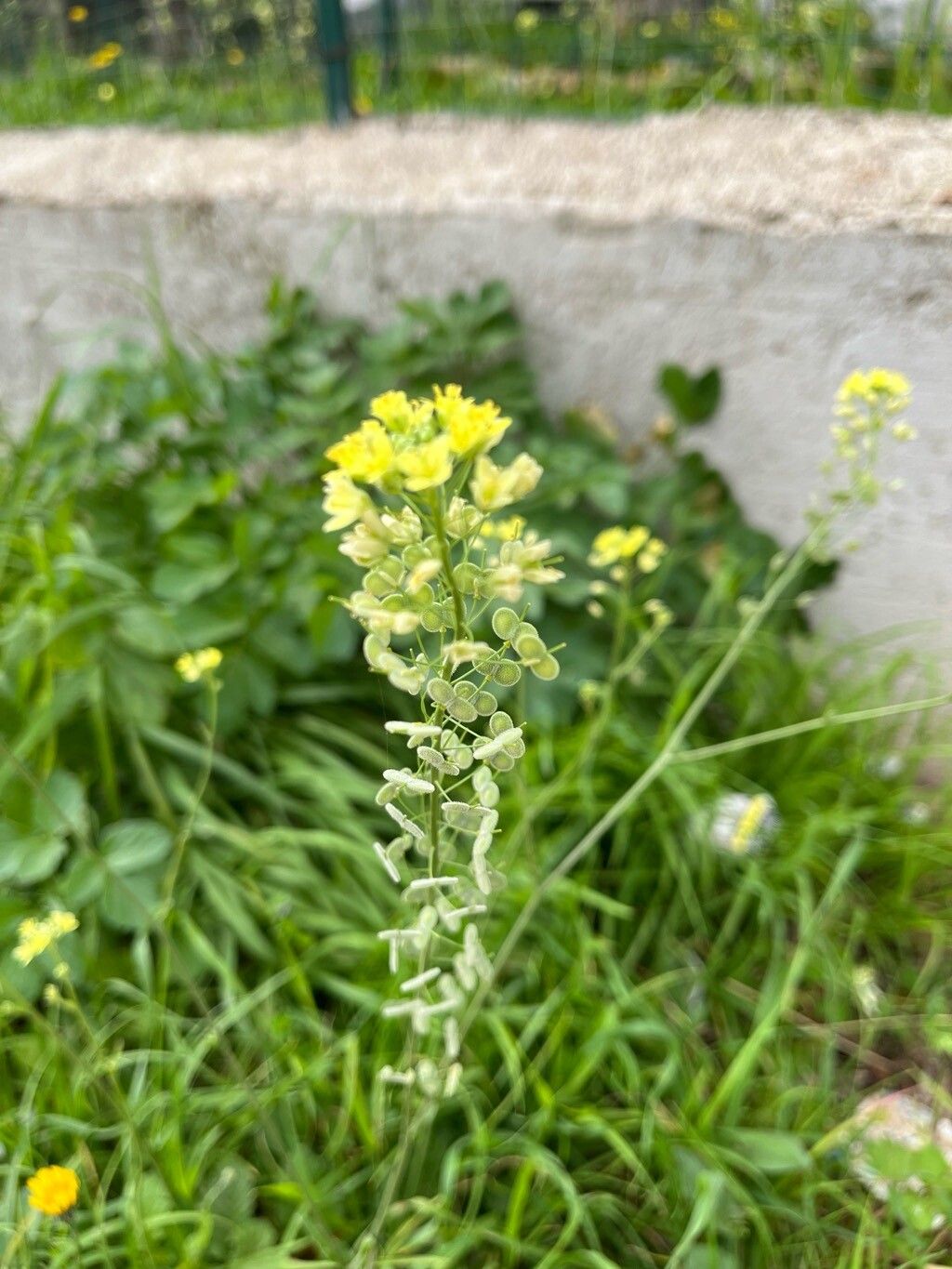 Biscutella maritima — houseplant care guide