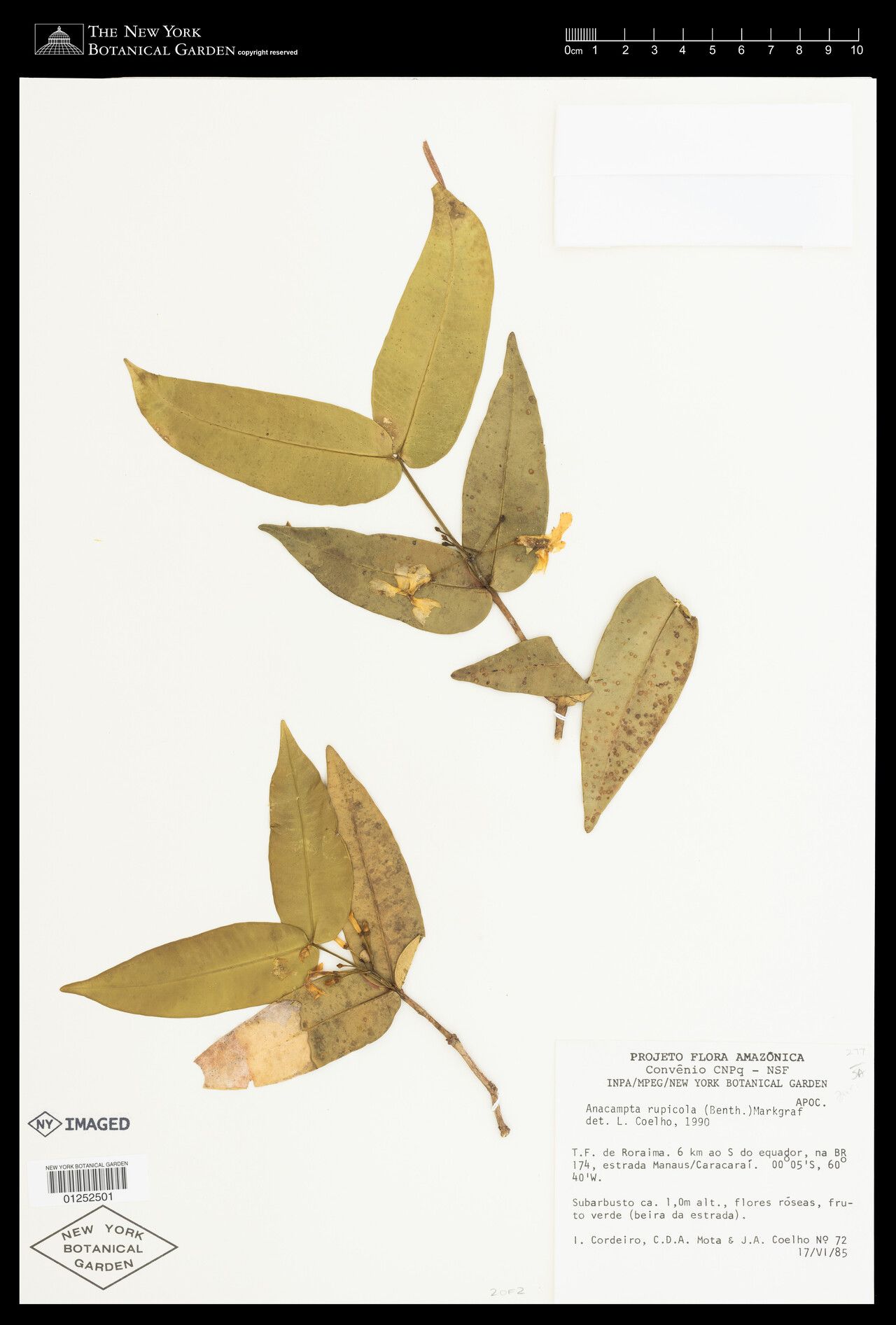 Bonafousia rupicola — related species from the same genus