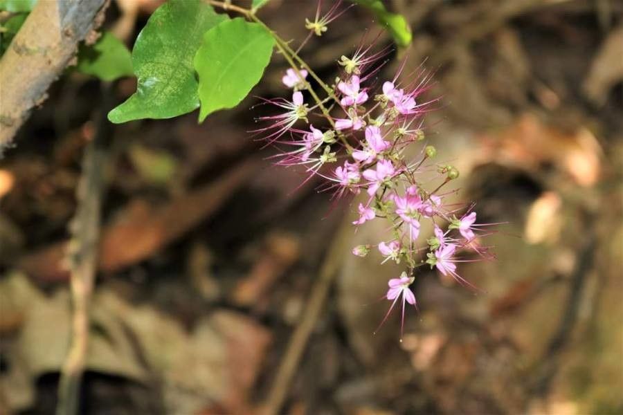 Hirtella racemosa flower