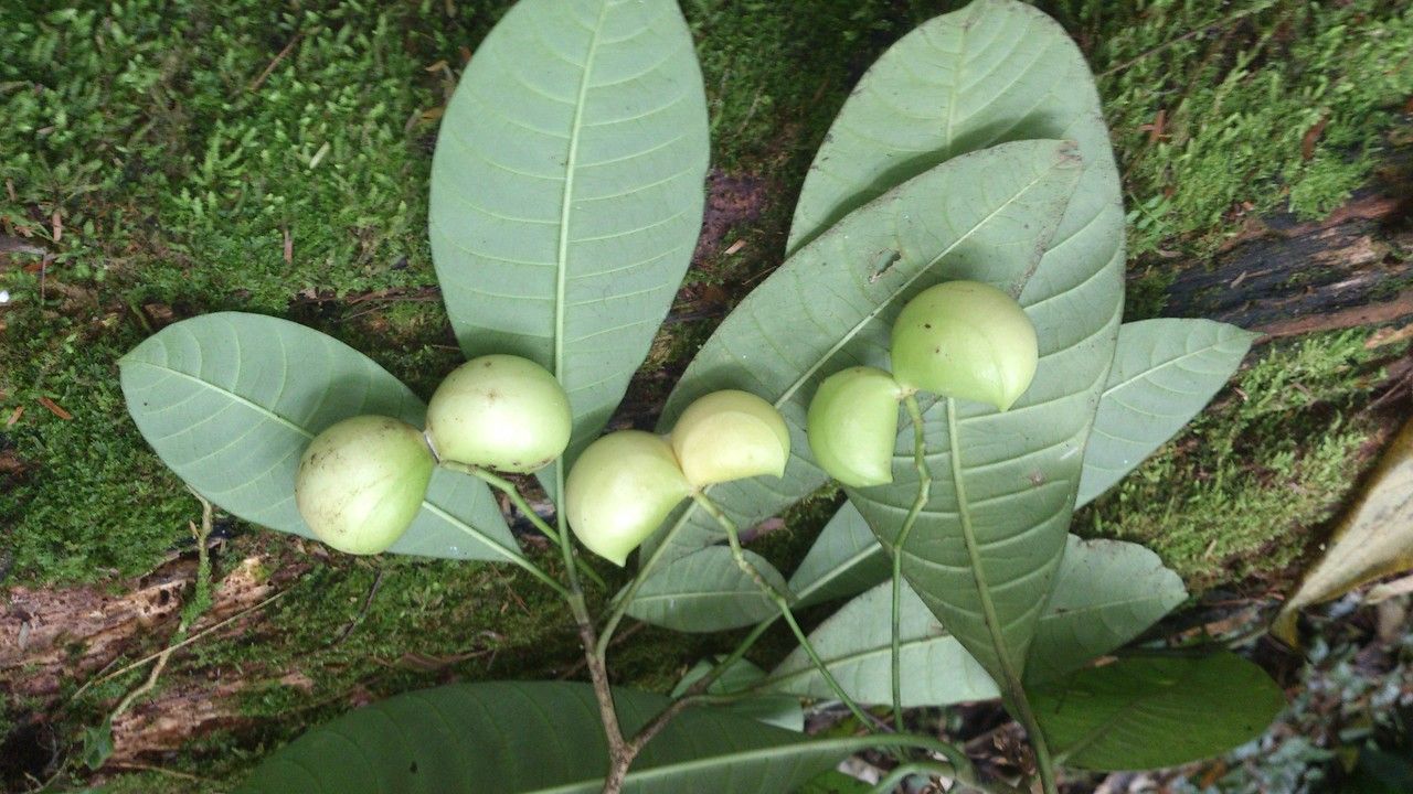 Tabernaemontana amygdalifolia fruit