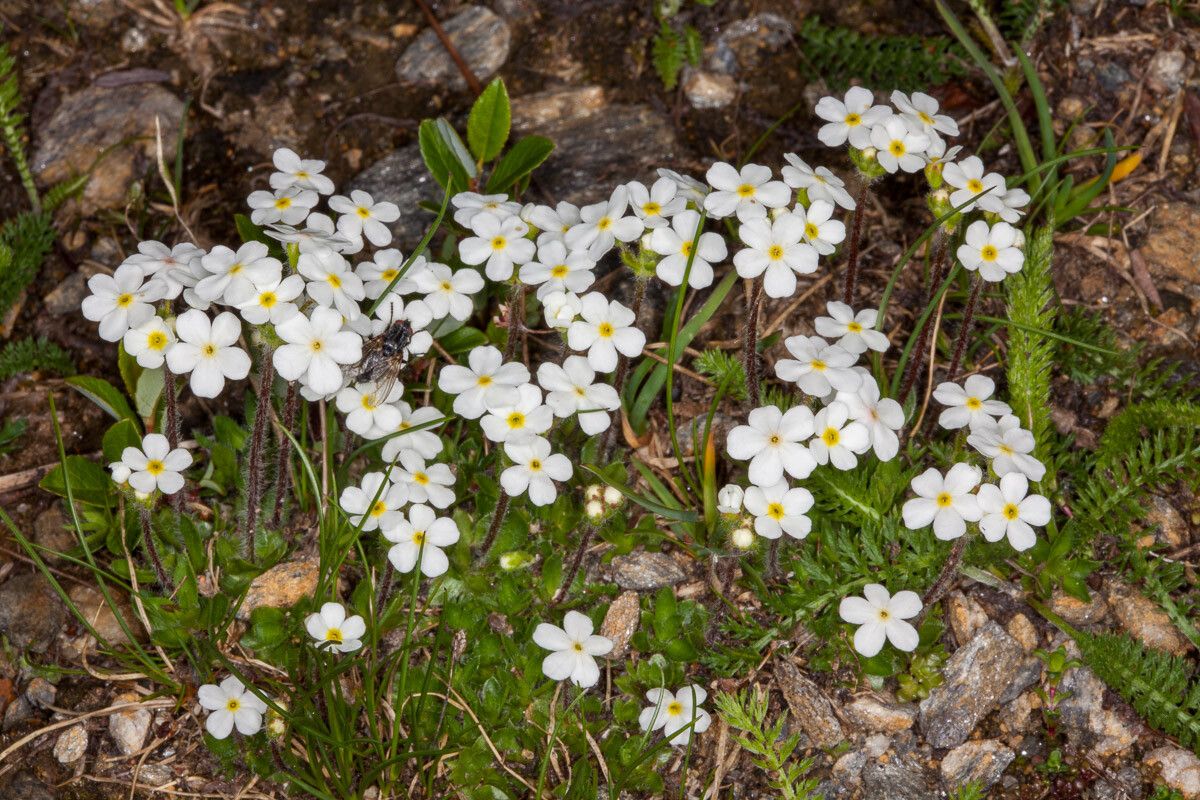 Androsace chamaejasme — houseplant care guide