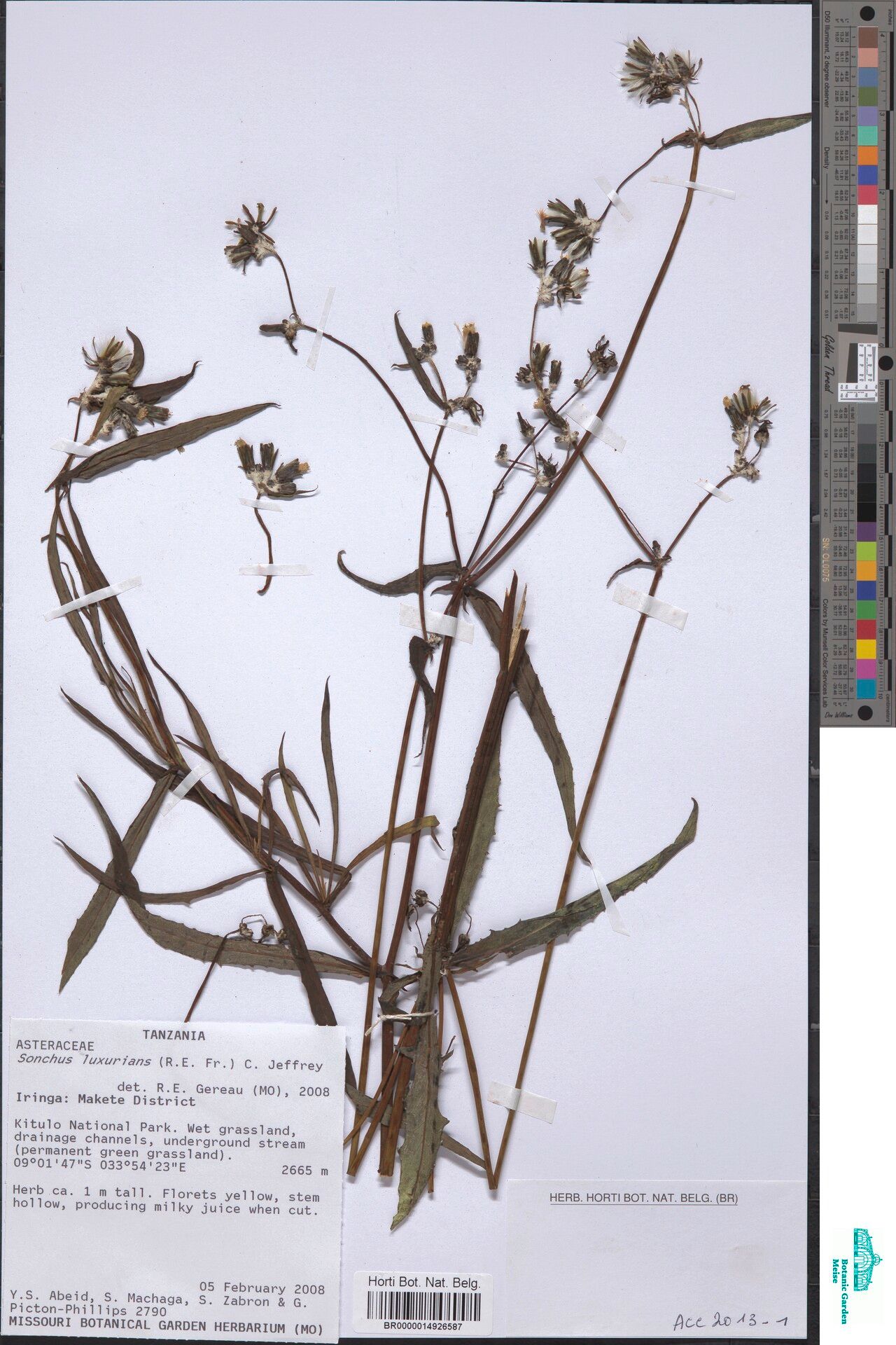 Sonchus luxurians — houseplant care guide