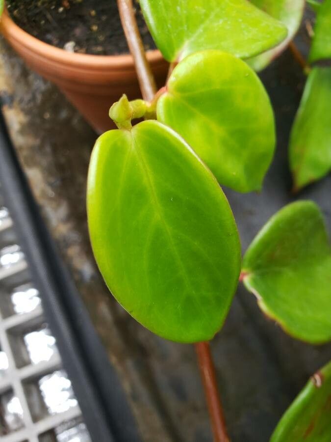 Begonia molleri leaf