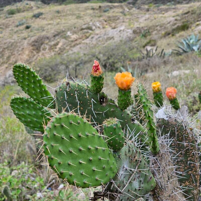 Opuntia soederstromiana — houseplant care guide