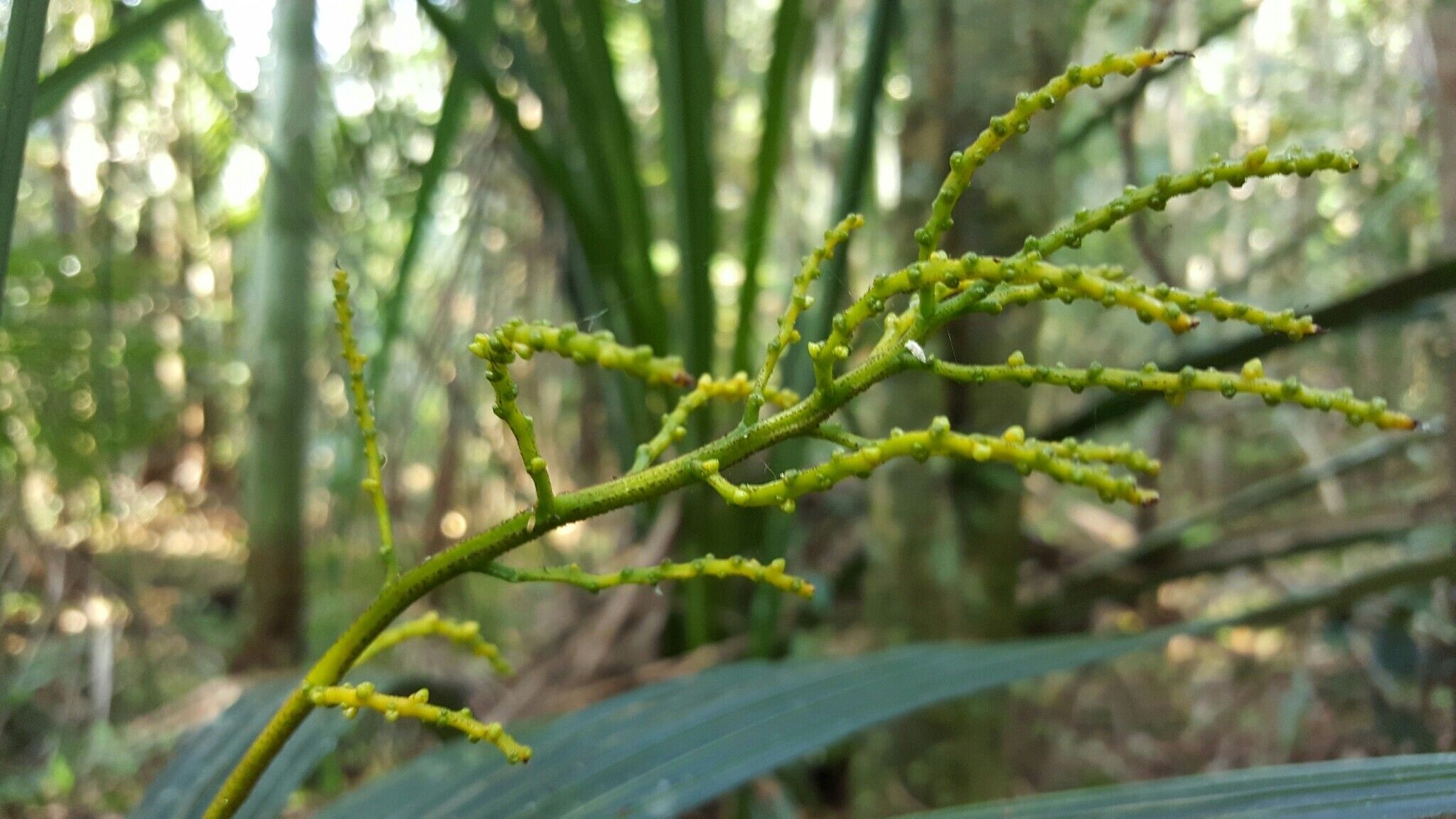 Dypsis dracaenoides flower